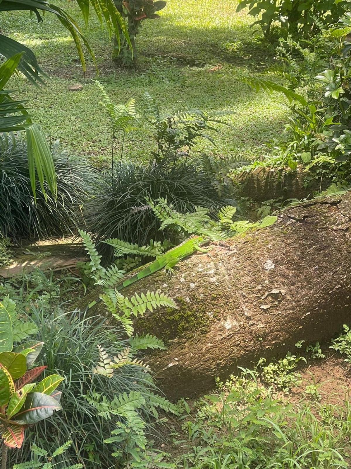 La Foresta Nature Resort Quepos Exterior photo